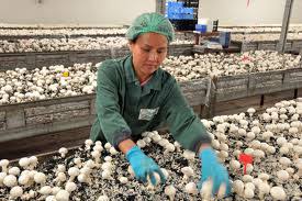 Znalezione obrazy dla zapytania praca niemcy