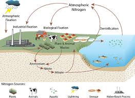 Nitrogen Cycle Diagram Nitrogen Cycle Nitrogen Fixation