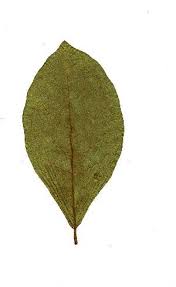 Image result for Combretum padoides