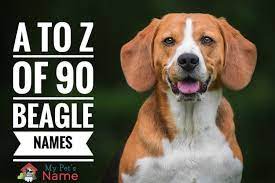 Luckily, we have rounded up some great options for … Beagle Names The A To Z Of 90 Names For Your Hound Dog My Pet S Name