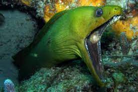 Moray eels have two sets of jaws: Moray Eels Grab Prey With Alien Jaws Album On Imgur