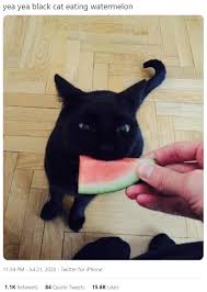 Maybe you would like to learn more about one of these? End Of Summer Delight Cats Eating Watermelons I Can Has Cheezburger