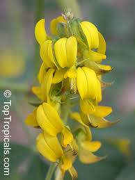 Image result for Crotalaria valida