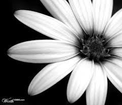 Black And White Daisy B W Daisy Black And White Flowers Black And White Monochrome Photograph