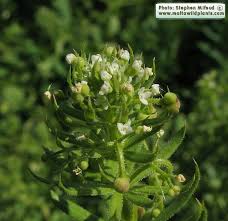 Image result for Galium spurium
