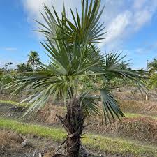 Image result for Leucothrinax morrisii