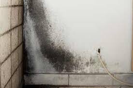 Stellen sie eine schüssel mit salz oder reis auf. Woran Erkennen Sie Feuchte Wande Wirklich Ratgeber Feuchte Wand Im Haus