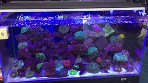 We did not find results for: How To Get More Coralline Algae Youtube