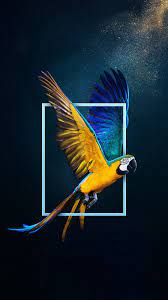 Pin By Kim Koning On Zhivotnye Parrots Art Parrot Wallpaper Wild Animal Wallpaper