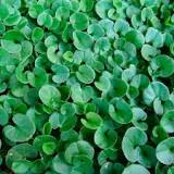Image result