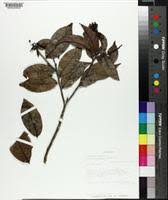Image result for Hirtella zanzibarica