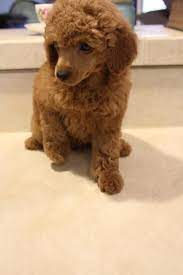 Poodle Puppies For Sale Red Poodle Miniature Poodles Toy Poodles Poodle Puppy Poodle Puppies For Sale Toy Poodle Puppies