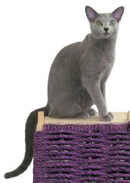 Navigate to the first search result item. Russian Blue Wikipedia