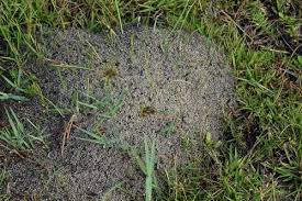 This is why insecticidal sprays are. Fire Ant Control Exterminator Pest Inspection Full Scope