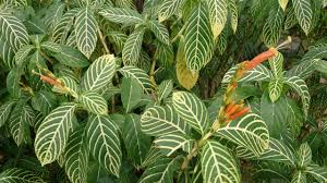 Image result for Sabicea venosa