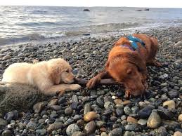 Therefore, puppy biting is normal canine behavior. 5 Tips For Training Your Puppy Not To Bite Kurgo Dog Products