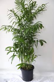 Image result for Chamaedorea seifrizii