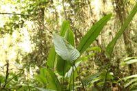 Image result for Halopegia azurea