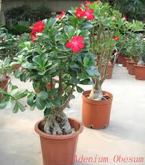 Image result for Synadenium pereskiifolium