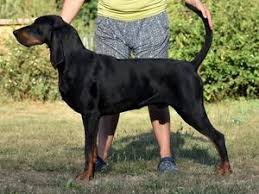 This forum is for black & tan stud dog and kennel promotion. Black And Tan Coonhounds Champdogs