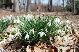Plant Snowdrops Now For The First Flowers Of Next Year George S Plant Pick Of The Week Pennlive Com