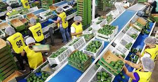 España importó productos agrícolas peruanos por $147 millones