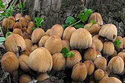 Image result for Coprinus micaceus