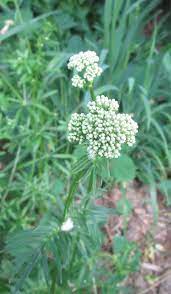 Tall green plant with small white flowers. What Is This Tall Perennial With Fragrant White Flowers Gardening Landscaping Stack Exchange