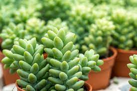 Les trois erreurs à ne pas commettre quand on arrose une succulente. Plante Grasse Top 10 Des Plantes Succulentes A Posseder Conseils Entretien Ecobuddhism