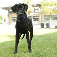 He's a great family dog who enjoys playing with the kids and when he's socialized as a puppy. Black Lab Great Dane Mix Puppy Cheap Online