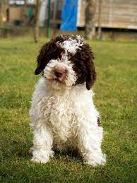 Lagotto Romagnolo Lagotto Romagnolo Lagotto Romagnolo Puppy Puppy Dog Pictures