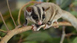 We did not find results for: 18 Makanan Sugar Glider Bayi Joey Dewasa Kesukaan Favorit