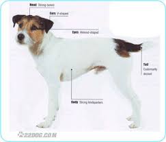 Parson Russell Terrier Looks A Lot Like Our Alex But Ours Is Smooth Coat Instead Of Broken Smartest D Jack Russell Terrier Jack Russell Parson Jack Russell
