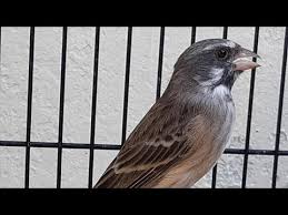 Bila dilihat sekilas kedua jenis lovebird baik yang jantan dan betina memang. Download Pertarungan Blackthroat Somerini Gacor Mp3 4 4 Mb Kicau Siburung Com