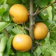 Pollenated by hosui, chojuro, kikusui, bartlett. Chojuro Asian Pear Pear Trees Stark Bro S