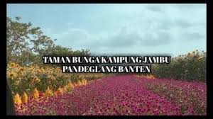 Secara resmi, taman bunga nusantara diresmikan oleh presiden soeharto pada tahun 1995. Taman Bunga Kampoeng Jambu Pandeglang Banten Rabellchannel Youtube