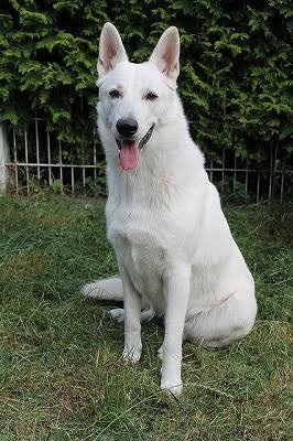 ホワイト・スイス・シェパード・ドッグ - inu・zukan 犬図鑑