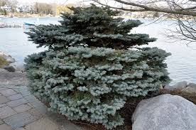This is a dwarf evergreen shrub with a globe shaped habit. Gardenatoz Prune A Globe Spruce Garden A To Z