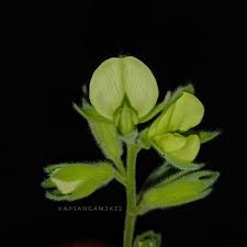 Image result for Rhynchosia hirta