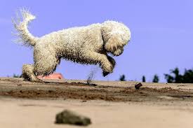 Maybe you would like to learn more about one of these? 4 Reasons You Should Own A Golden Doodle Mom Blog Society