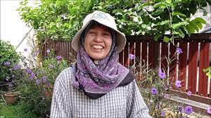 Daun sambung nyawa merupakan salah satu jenis tanaman yang berada di indonesia bahkan asli indonesia yang di mana daun tersebut sejak lama sudah dipercaya oleh masyarakat untuk mengobati berbagai macam penyakit. Pokok Sambung Nyawa Ungu Okinawa Spinach Gynura Bicolor Penjagaan Dan Pengunaan Youtube