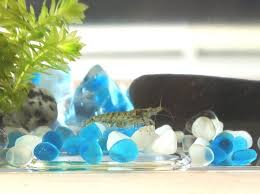 １００均コレクションボックスを水槽に メダカミナミヌマエビ混泳 まるまる録 水槽 ハイドロカルチャー 水草
