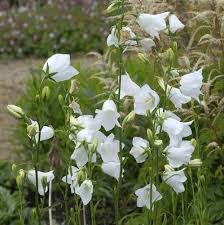 Image result for Pupalia grandiflora