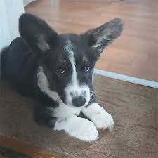 Helping to identify and reunite lost pets 24 hours a day, 365 days a year. Pettrac Official Uk Pet Microchip Database 24hr Reunification Database