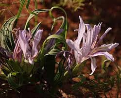 Image result for Babiana bainesii