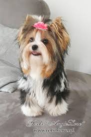 Biewer Yorkshire Terrier Biewer Yorkie Yorkie Terrier Yorkie Puppy