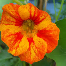 Today, tom thumb owns 23 stores in hurst, texas. Tropaeolum Majus Whirlybird Orange Nasturtium Whirlybird Orange In Gardentags Plant Encyclopedia