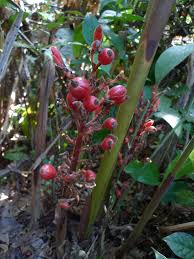 Image result for Renealmia africana