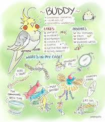 Bird Doesn T Care About Being Eaten Pin By Snakes On A Frame On Yoshi S Toys All Things Parrots Cockatiel Funny Birds Funny Parrots