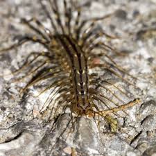Image result for Centemopsis